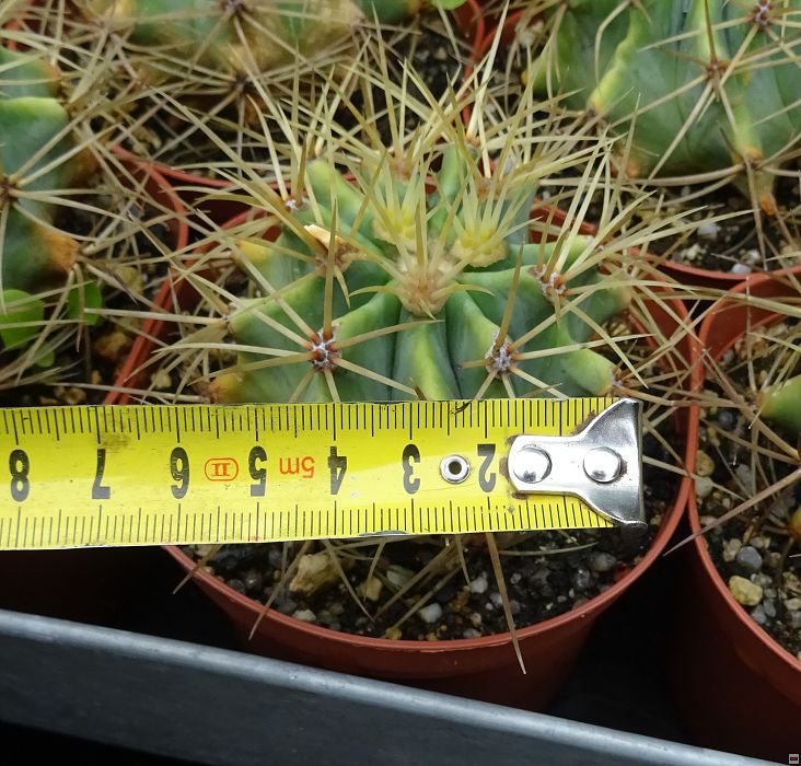 Ferocactus glaucescens 50-velikost.jpg